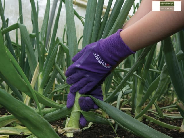 Master Gardener havehandske- lilla - Blomsterverden